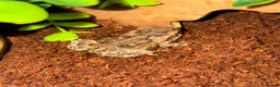 Toad reptiles for sale: 2 Baby Cane Toads - Advert 1