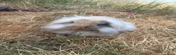 Mixed Breed rabbits for sale: Rehoming bunny  in Hatfield - Advert 4