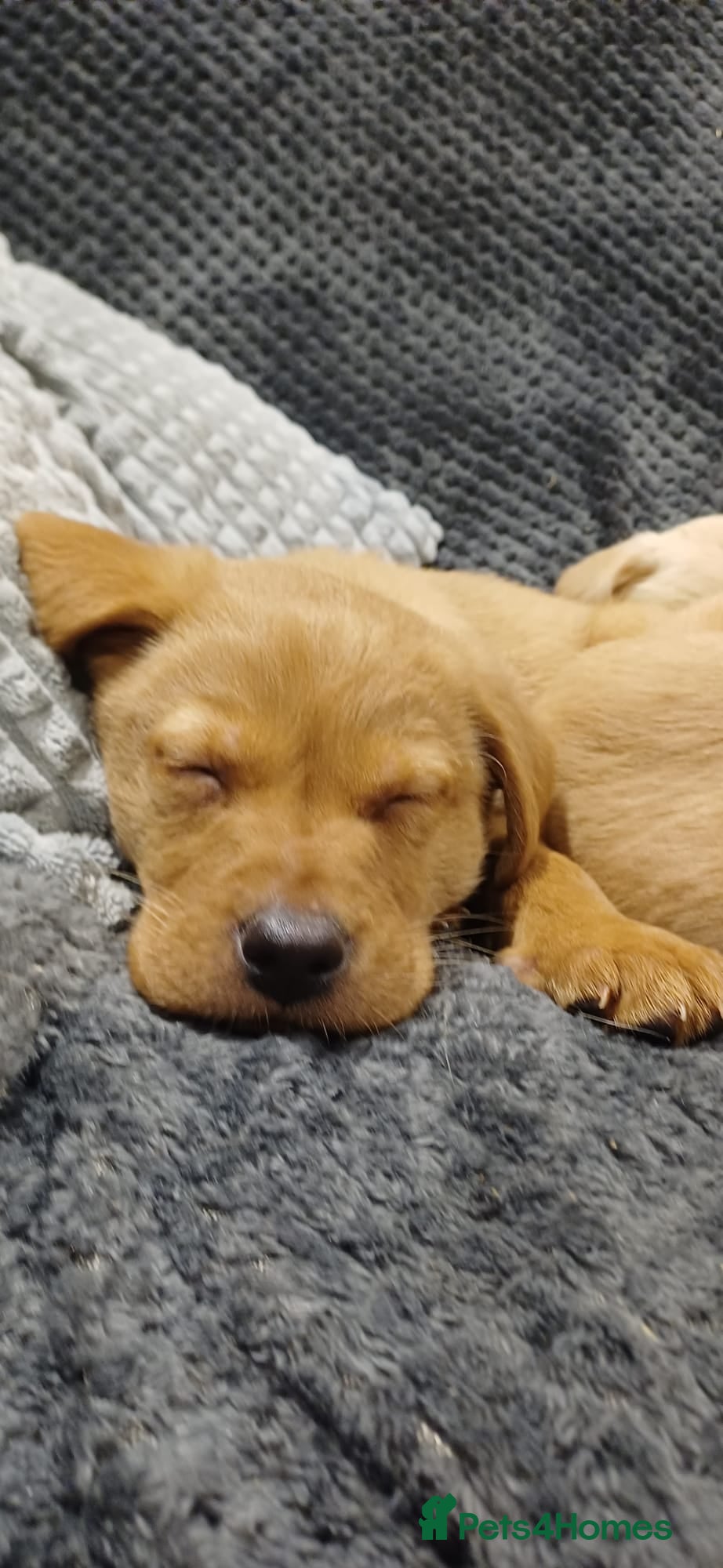 Labrador Retriever dogs Labrador puppies ready to leave - Advert 16