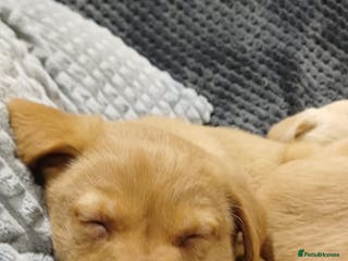 Labrador Retriever dogs Labrador puppies ready to leave - Advert 16