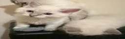 Ragdoll cats for sale: Ragdoll kittens with blue eyes ready for rehoming - Advert 5