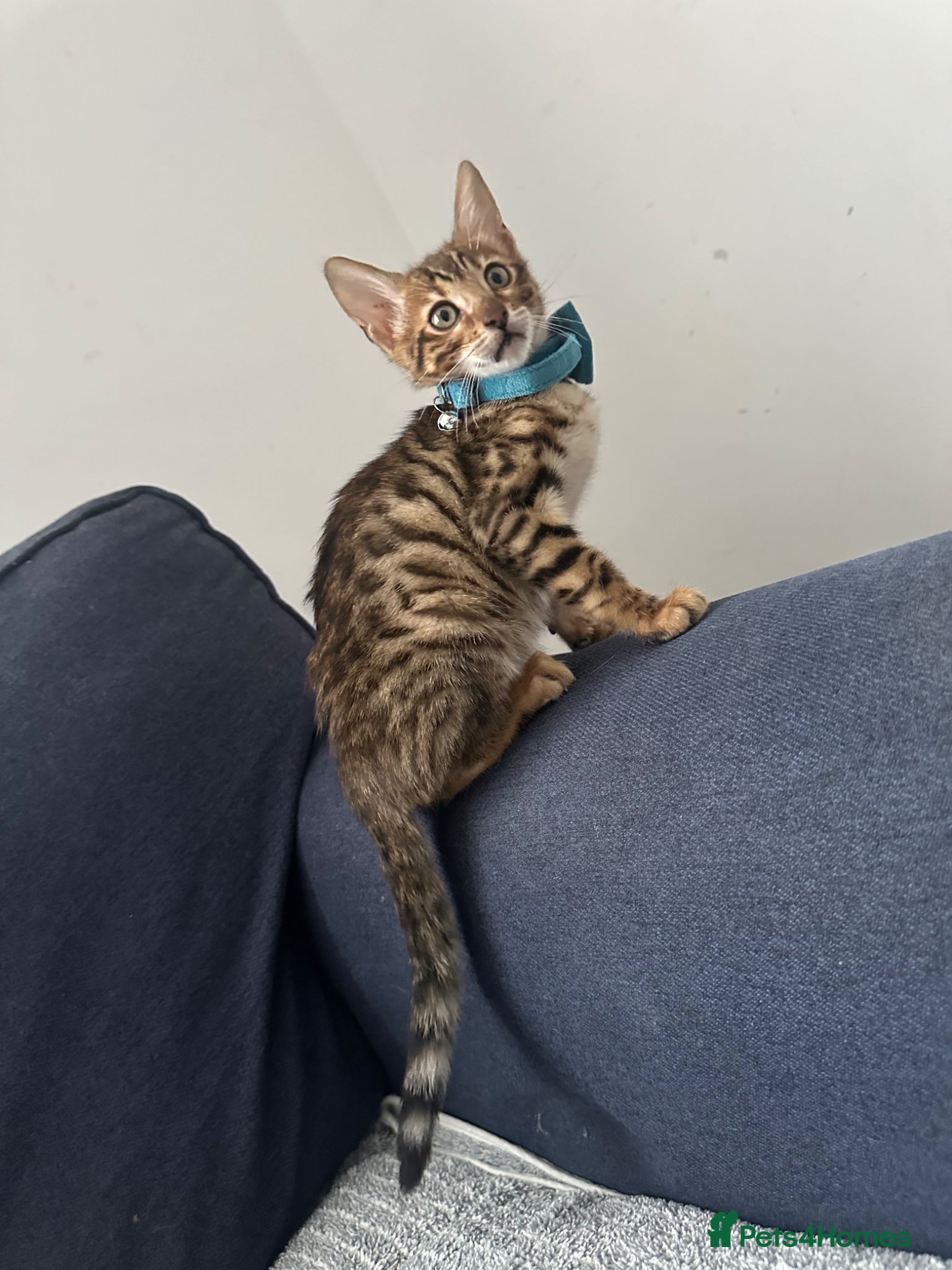 Bengal cats Boy Bengal  - Advert 8