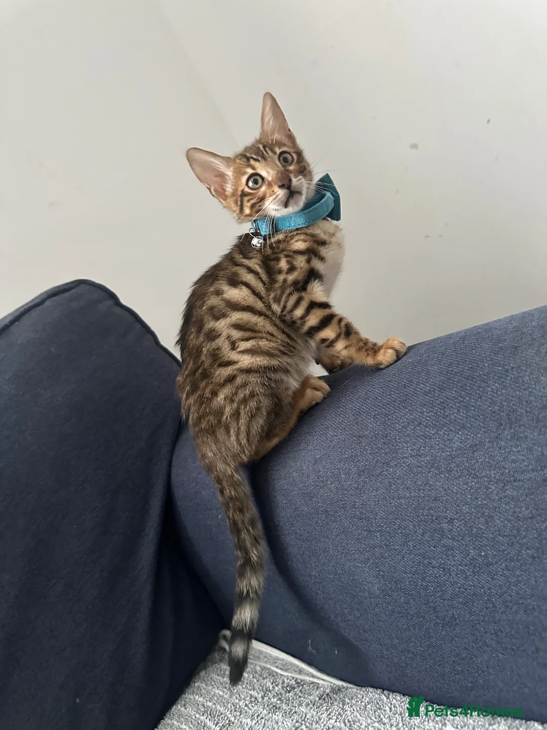 Bengal cats for sale: Boy Bengal  - Advert 1