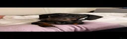 Miniature Dachshund dogs for sale: Winnie the Dachshund  - Advert 3