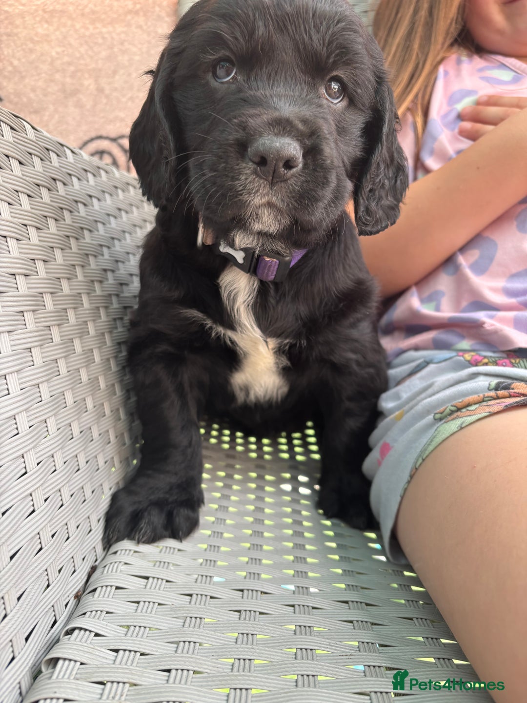 Cockerdor dogs for sale: 3 beautiful cockerador baby’s  - Image 14