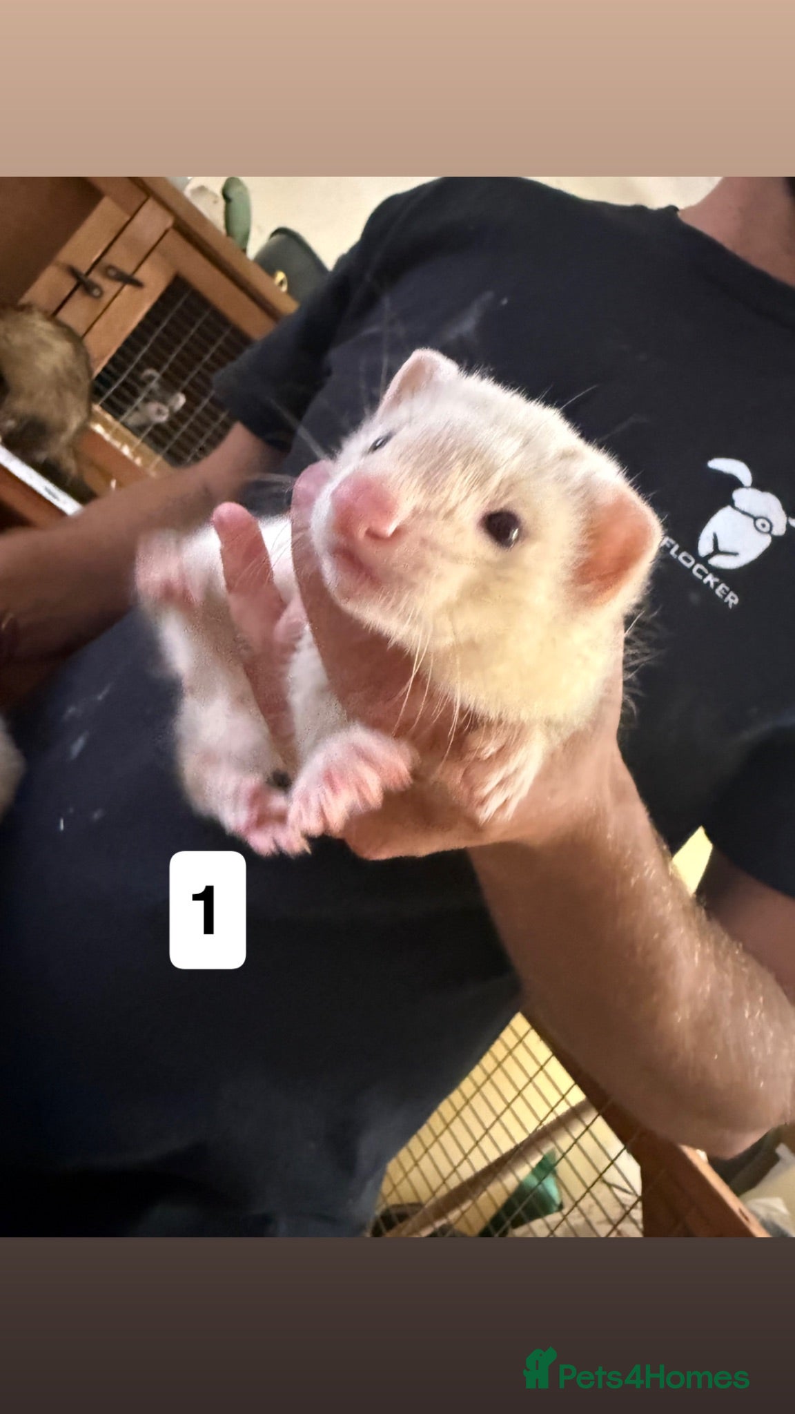 Ferret rodents ferret kits for sale  - Advert 3