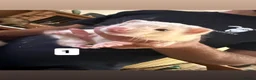 Ferret rodents for sale: ferret kits for sale  in Hereford - Advert 1