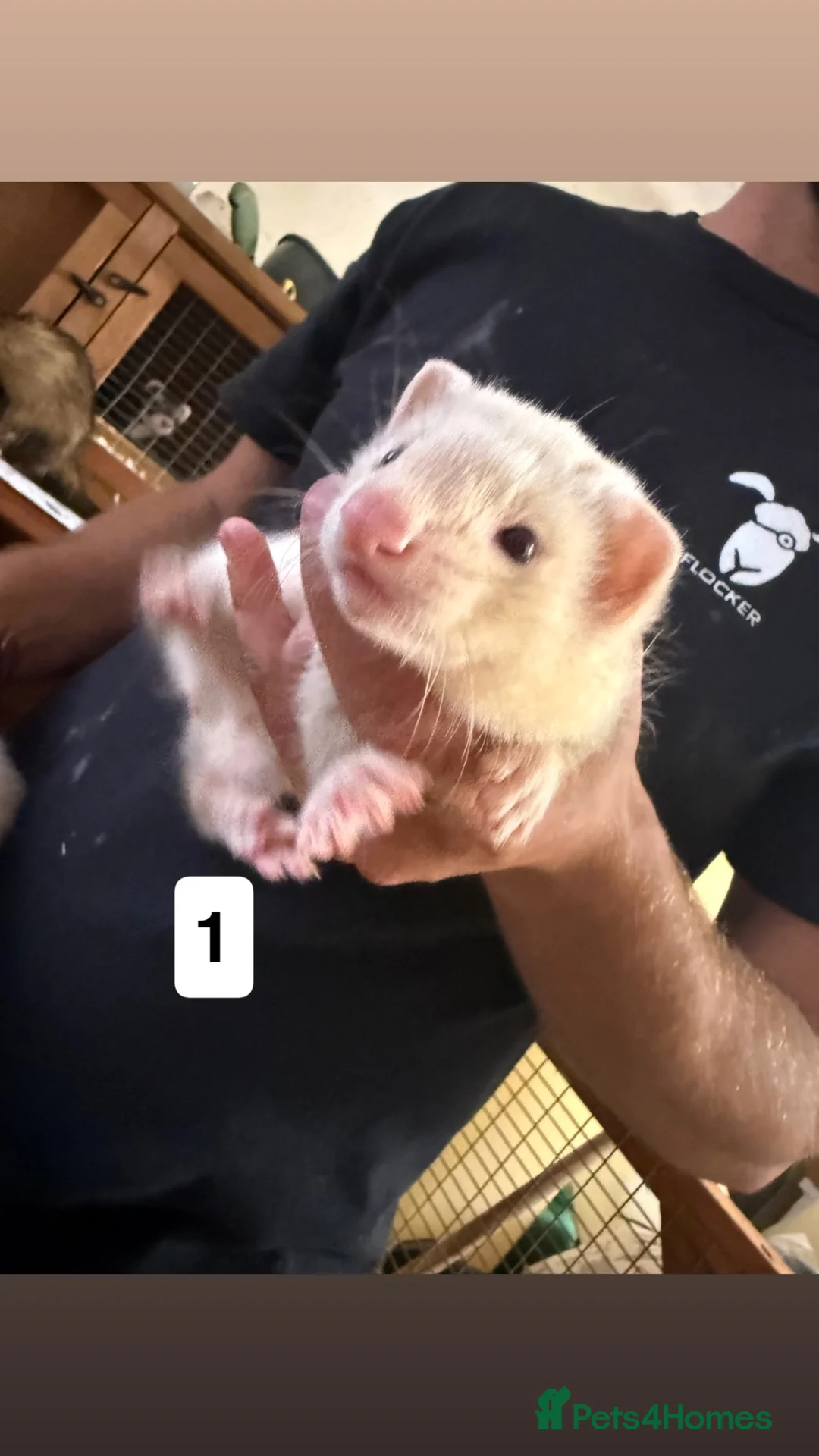 Ferret rodents for sale: ferret kits for sale  in Hereford - Advert 1