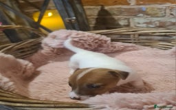 Jack Russell dogs for sale: Lovely Jack russell puppies. - Image 7