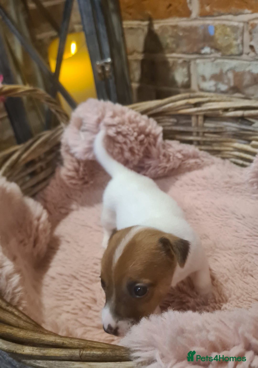 Jack Russell dogs for sale: Lovely Jack russell puppies. - Image 7
