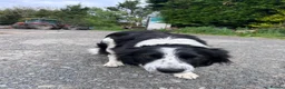 Border Collie dogs for sale: Working border collie pups  - Advert 8