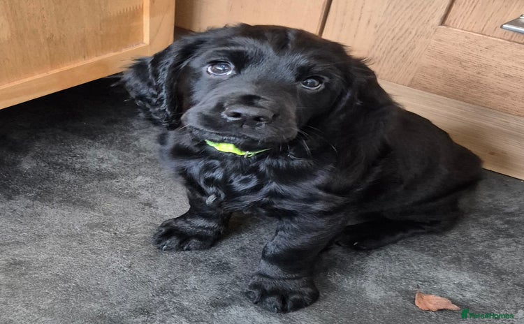 Mixed Breed dogs - Advert 5