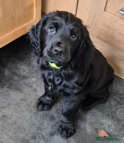 Mixed Breed dogs - Advert 9