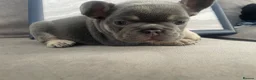 French Bulldog dogs for sale: Stunning litter of high quality French bulldogs  - Advert 22
