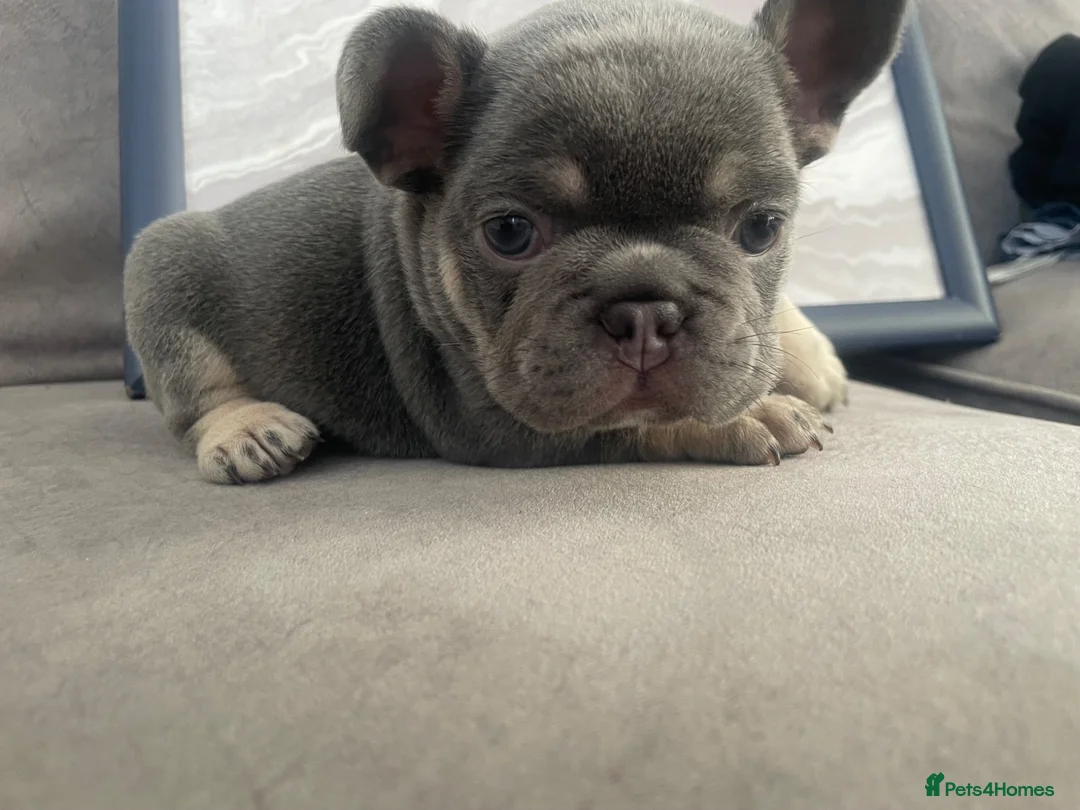 French Bulldog dogs for sale: Stunning litter of high quality French bulldogs  - Advert 22