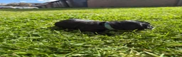English Springer Spaniel dogs for sale: 8 beautiful spaniel puppies - Advert 8