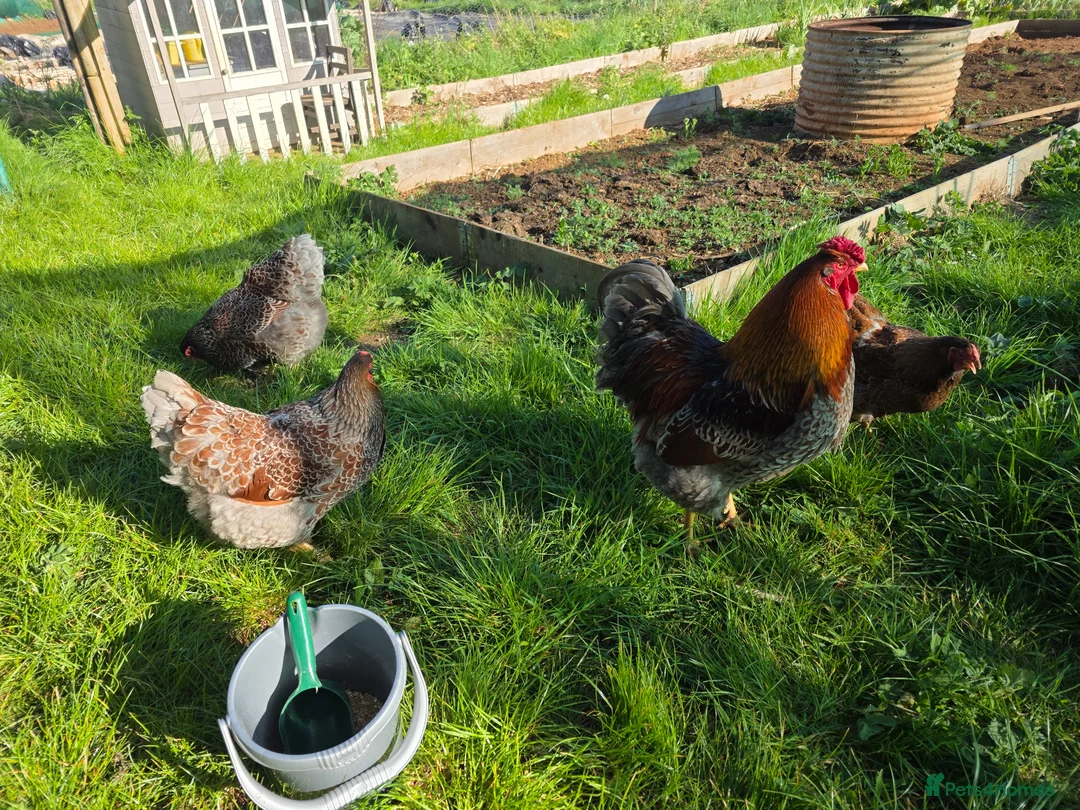 Chickens poultry for sale: Quartet of blue laced wyandotte large fowl - Advert 2