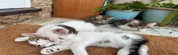 Mixed Breed cats for sale: White and tabby hugely friendly kittens for sale - Advert 6