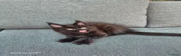 Maine Coon cats for sale: Licensed breeder-maine coon  - Advert 24