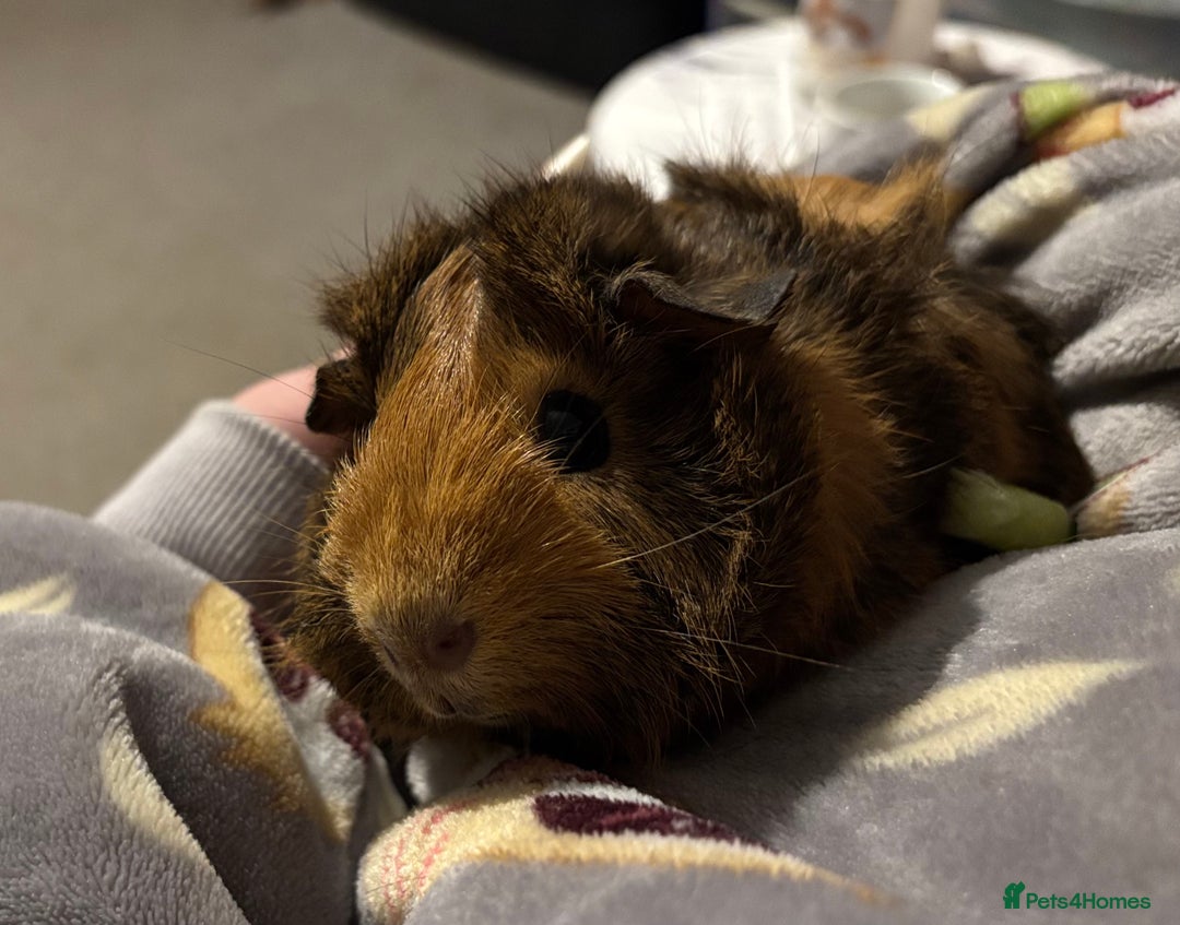Guinea Pig rodents for sale: 1 male and 1 female guineapig  - Image 4