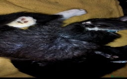 British Longhair cats for sale: Two beautiful male kittens - Image 4