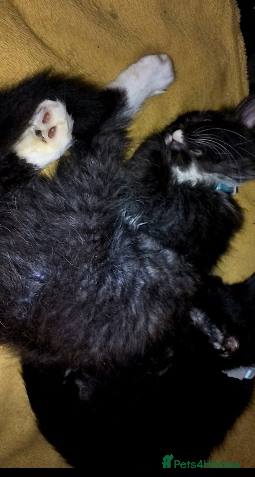 British Longhair cats for sale: Two beautiful male kittens - Image 4