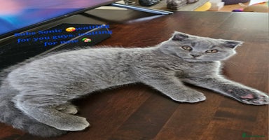 Scottish Fold cats - Advert 1