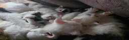 Mixed Breed cats for sale: Cats for sale  - Advert 17