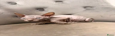 Sphynx 5