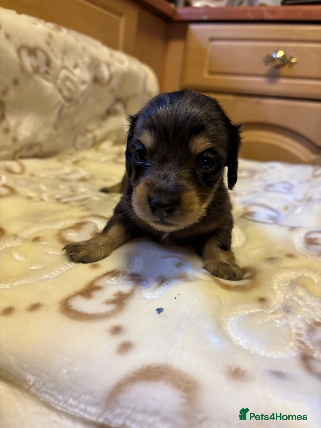 Miniature Dachshund dogs for sale: Long haired miniature dachunds  in Wisbech - Advert 2