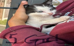 British Shorthair cats for sale: Adorable Black and White Kittens (mixed breed) - Image 3
