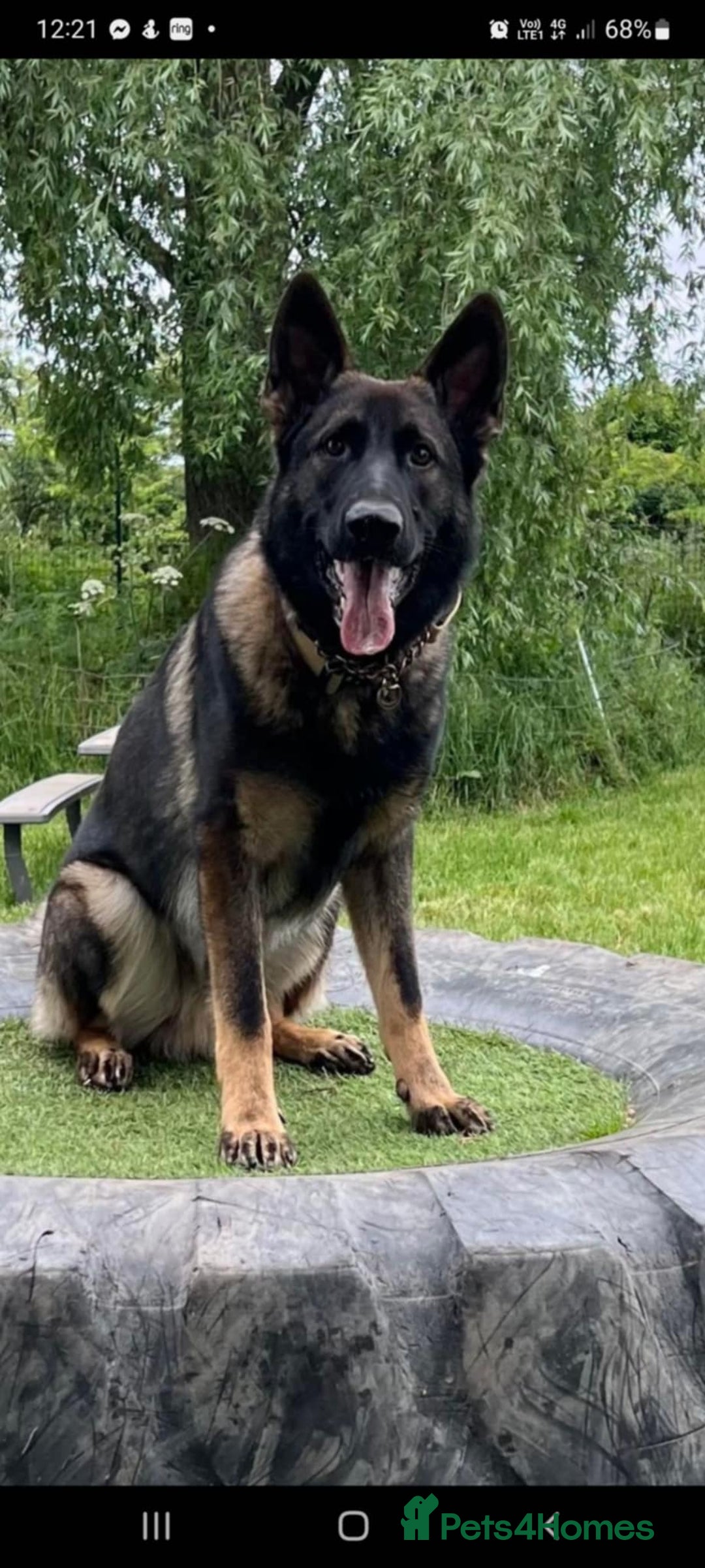 German Shepherd dogs for sale: Beautiful puppies looking for there new homes.  - Image 6