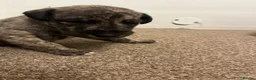 Bedlington Terrier dogs for sale: Bedy/whip pups - Advert 9