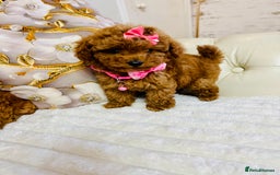 Maltipoo dogs for sale: Exquisite tiny F1 Toy Maltipoo puppies 🐶 🧸  - Image 13