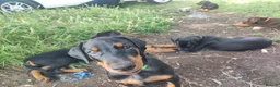 Dobermann dogs for sale: Adorable Doberman puppies  - Advert 22