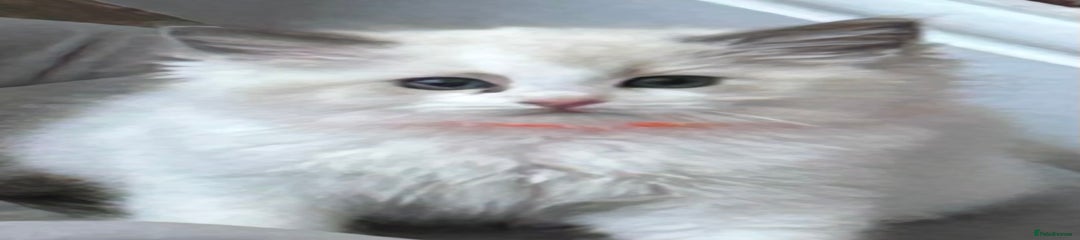 Ragdoll Kitten 5