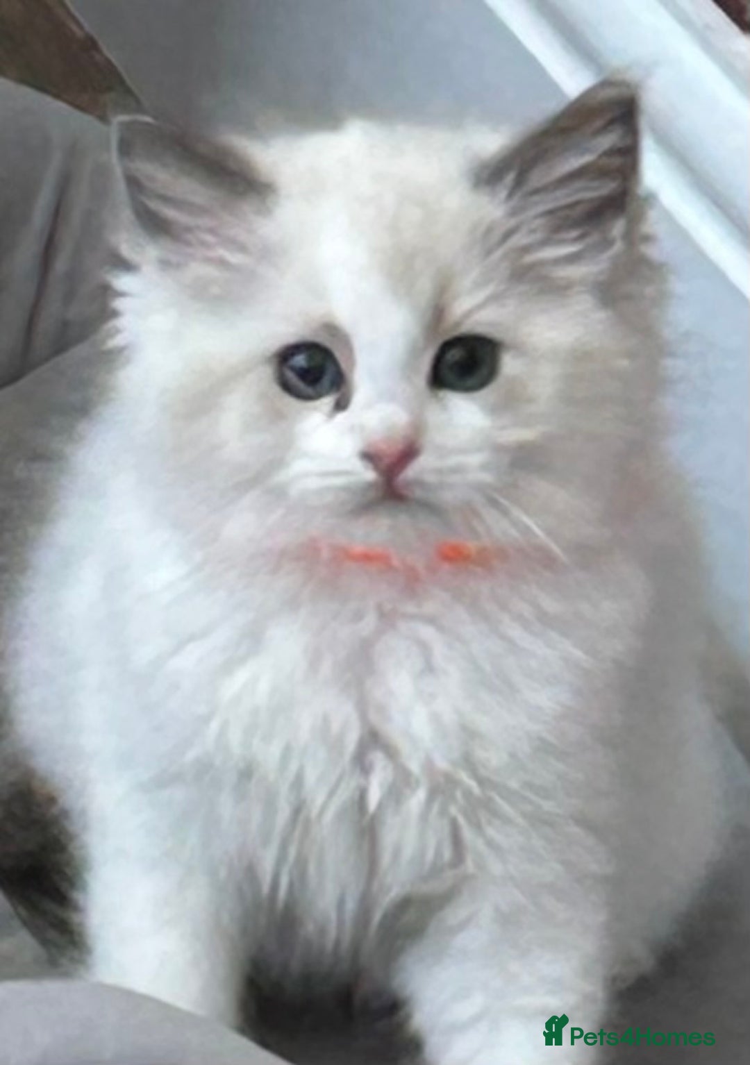 Ragdoll cats for sale: Gorgeous litter of bicolour kittens GCCF reg - Image 6