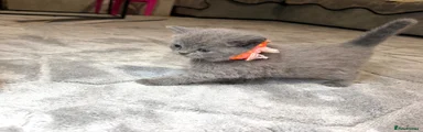 British Shorthair 2
