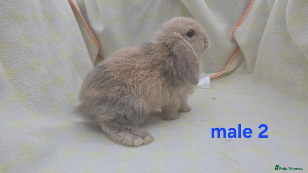 Mini Lop rabbits for sale:  stunning mini  lops   in Uxbridge - Image 13