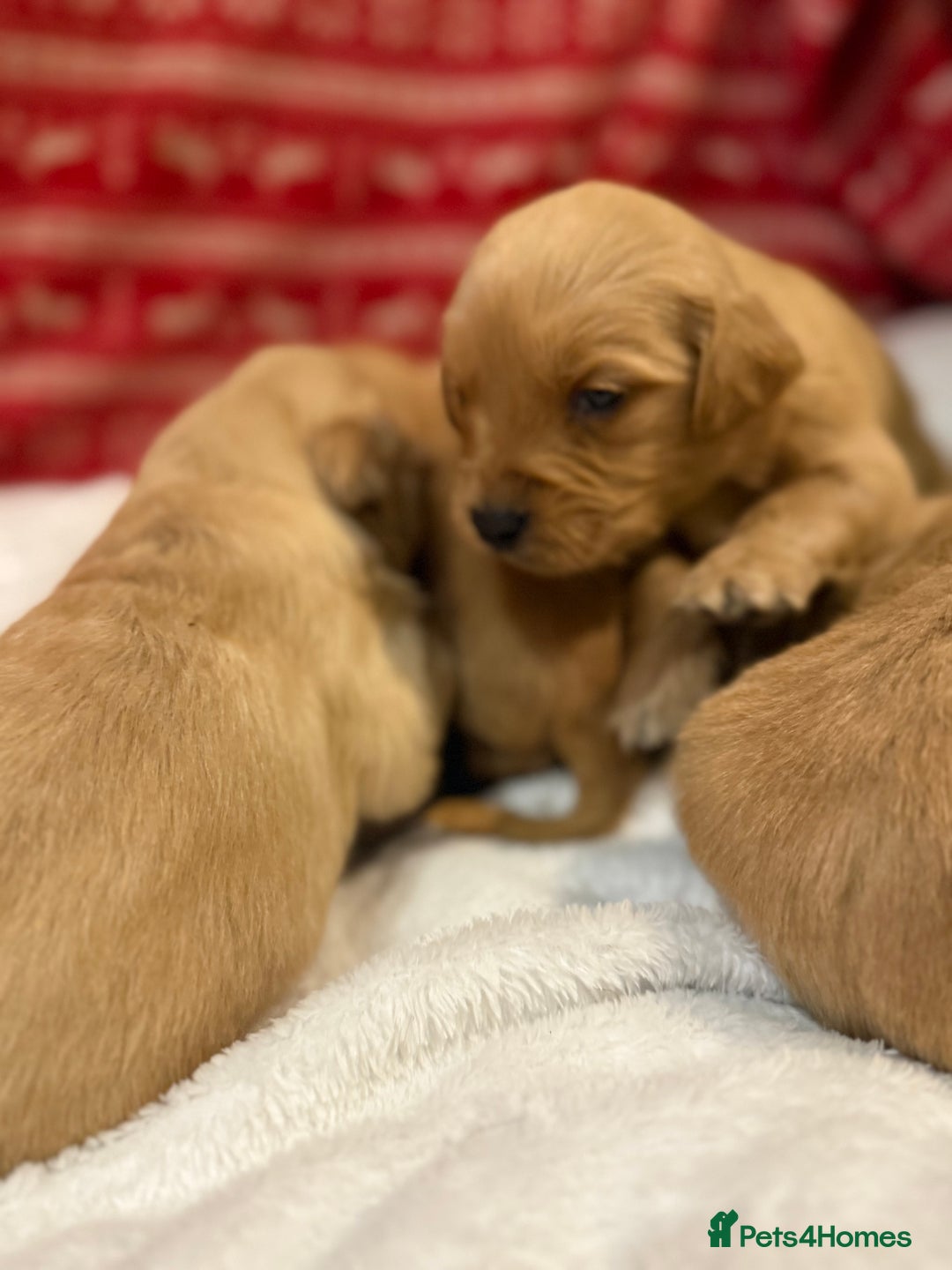 Goldador dogs for sale: Gorgeous Goldador puppies ready to go 22nd  - Advert 20