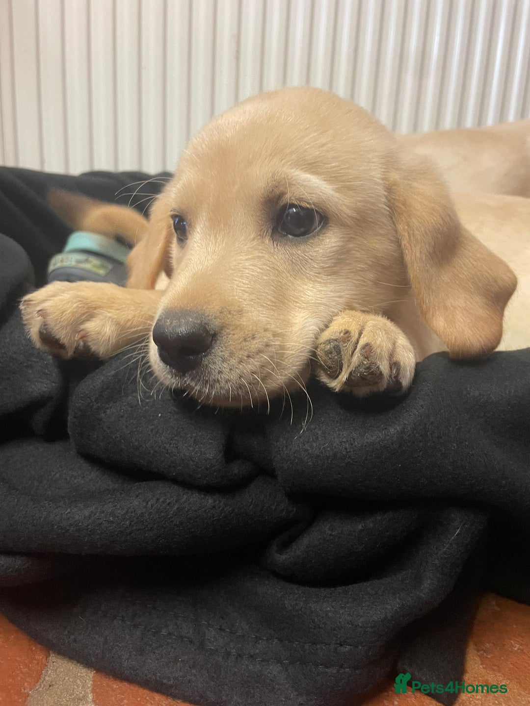 Labrador Retriever dogs for sale: Beautiful Andrex Labrador Puppy’s  - Image 8