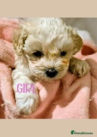 Maltipoo dogs - Advert 1