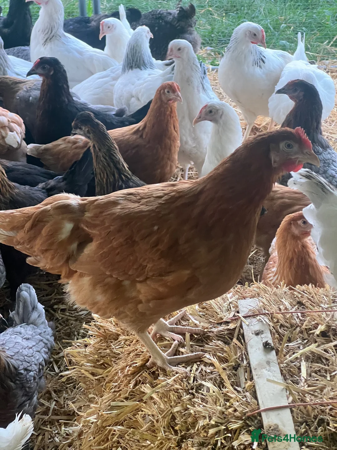 Chickens poultry for sale: Point of lay hybrid pullets (hens) - Advert 1