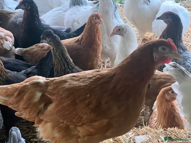 Chickens poultry for sale: Point of lay hybrid pullets (hens) - Advert 1