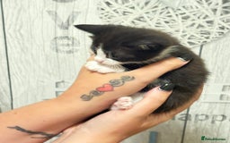 Mixed Breed cats for sale: 3 beautiful black and white kittens  - Image 13
