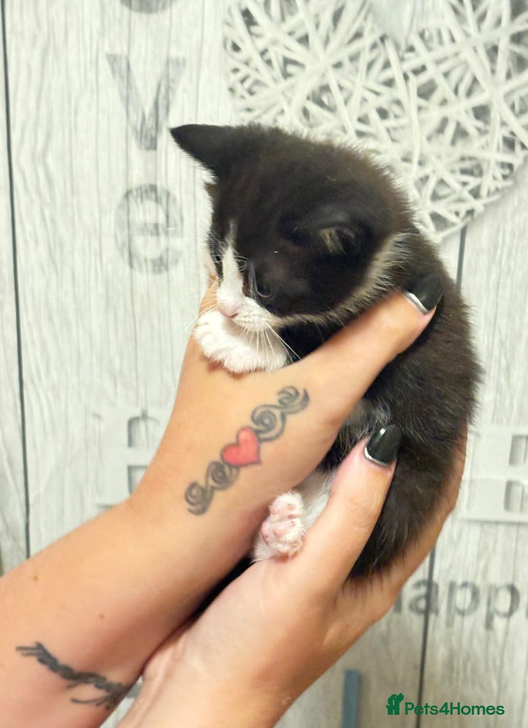 Mixed Breed cats for sale: 3 beautiful black and white kittens  - Image 13