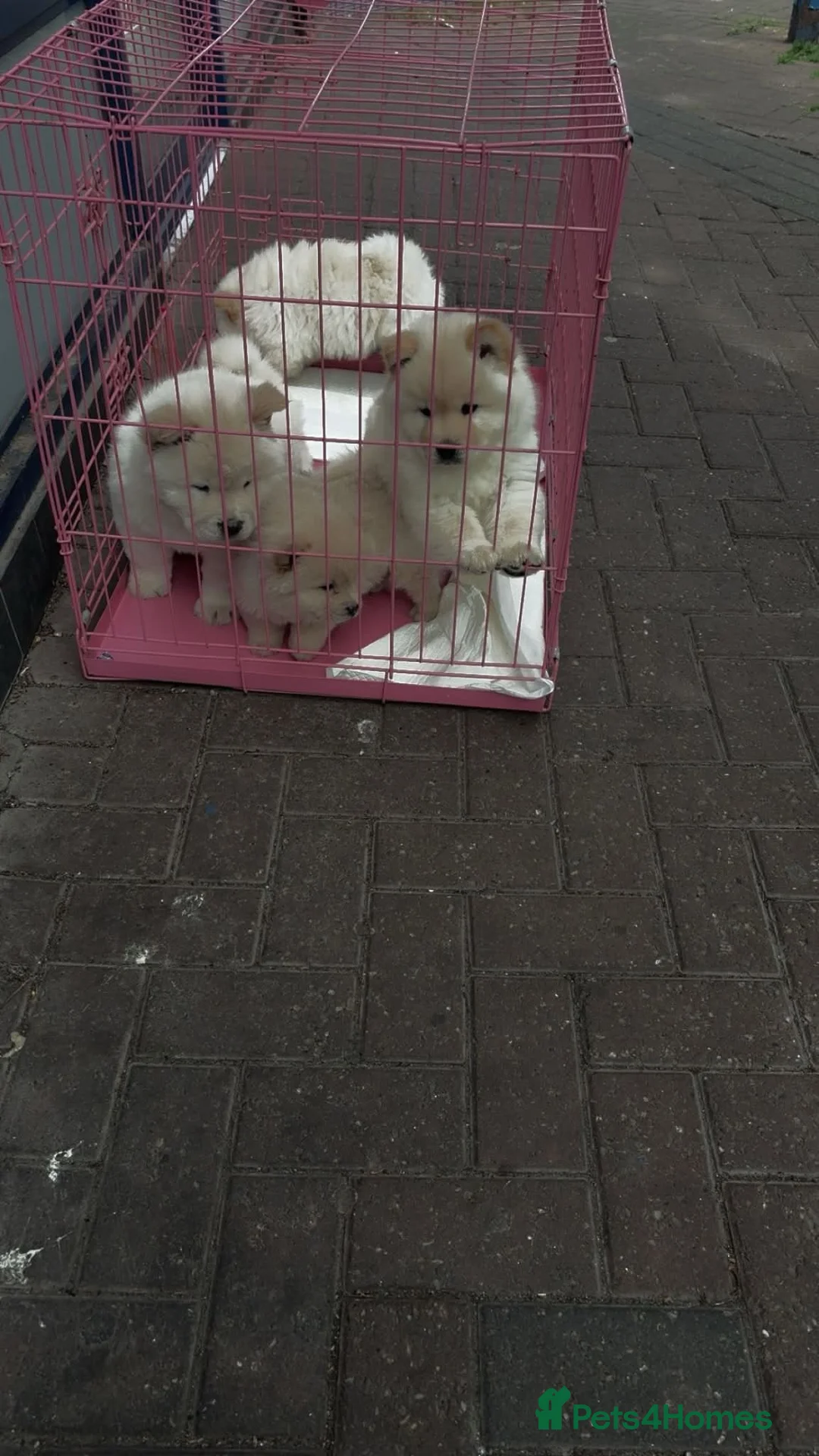 Chow Chow dogs for sale: Chow Chow pupy liverpool - Advert 2