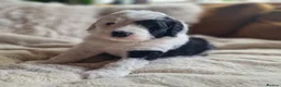 Sheepadoodle dogs for sale: Ultimate Pedigree F1 Sheepadoodles  - Advert 17