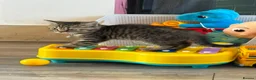 British Shorthair cats for sale: Beautiful British shorthair kitten for sale in Aylesbury - Advert 7