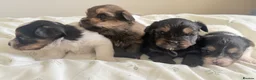 Yorkshire Terrier dogs for sale: Chocolate, Biewer & Black & Tan Yorkshire Terriers - Advert 4